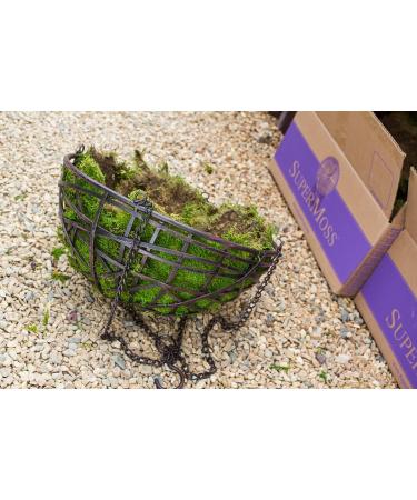 SuperMoss 21509 Sheet Moss 2oz Bag - Preserved Fresh Green Moss for Crafts and Decor - Buy Online on GoSupps.com