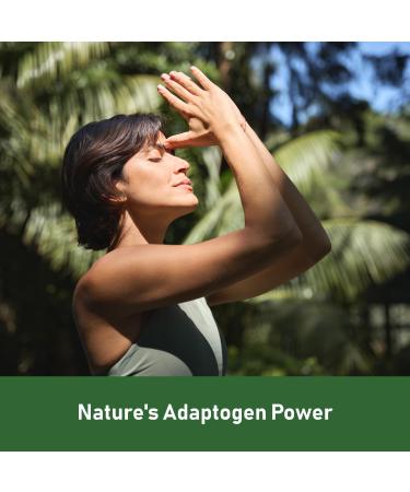 GlowEver KSM-66 Ashwagandha Supplements with L-Theanine Moringa Organic Mushrooms Complex Ginseng Ginkgo Biloba - Mood & Energy Support, Cortisol Manager, Immune Support, 60 Vegan Capsules - Buy Online on GoSupps.com