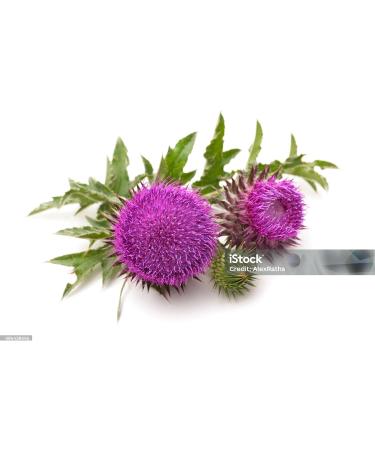 LO+NATURAL Cardo Mariano 60 caps 1000 mg c/u (Milk Thistle) - Herbal Dietary Supplement | Extra Forte - Buy Online on GoSupps.com