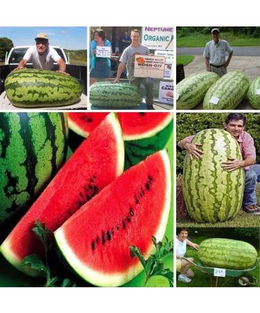 Semi di 50pcs del Gigante Della pianta Della frutta Dolce del cocomero di anguria per la crescita all'aperto del Semi 50 pz