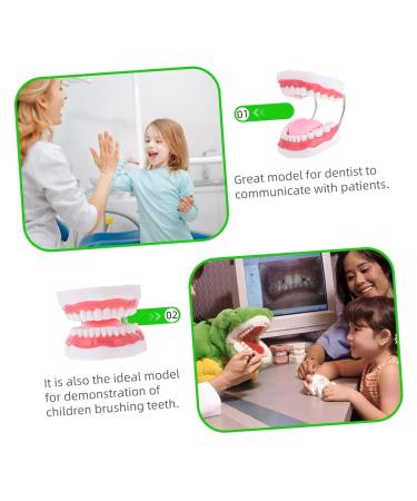 Ultechnovo 2 STK Educational Tooth Model - 3D Dental Teaching Toy for Kids & Adults - Perfect for Learning About Teeth! - Buy Online on GoSupps.com