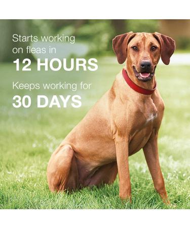 K9 Advantix II Large Dog Flea & Tick Prevention (21-55 lbs) 2 Pack - Buy Online on GoSupps.com