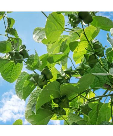 Relaxcation Cold Pressed Sacha Inchi Oil - Pure Unrefined Virgin Oil from Peru | Natural Carrier Extract for Face Hair and Body | 100% Plant-Based (4 oz) 4 Fl Oz (Pack of 1) - Buy Online on GoSupps.com