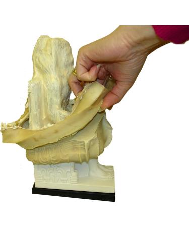 Buy Premium Mold-Making Latex - 1 Gallon | EnvironMolds - International Shipping Available - Buy Online on GoSupps.com