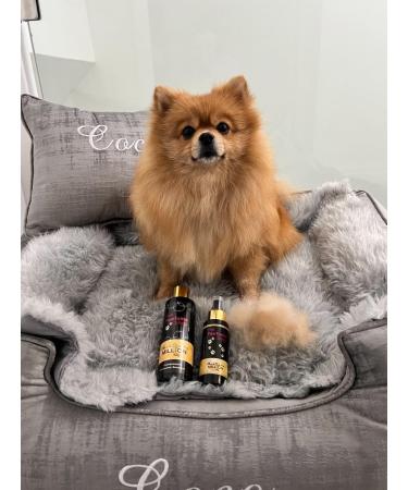 The Pawfume Shop - She's A Dog In A Million - Premium Dog Perfume Spray - Suitable for All Breeds & Sizes - For Fresh Scent & Odour Control - Gentle on Skin & Long-Lasting Fragrance - 100ml 100 ml (Pack of 1) - Buy Online on GoSupps.com