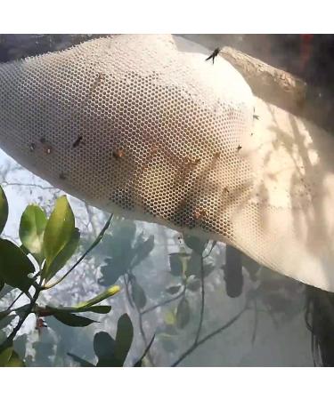 thelo Tribal Forest Honey | Produce of Wild Honey Bee | Harvested from the Forest of Odisha | 100% Pure Natural Raw and Unprocessed Forest Honey | (Non-Gift Pack) - Buy Online on GoSupps.com