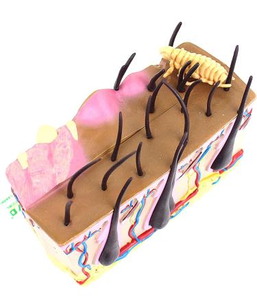 Dog Skin Model Insect Bite Pathology Mite Flea Hair Subcutaneous Tissue Vascular Nerve Shaping Dog Knee Joint - Buy Online on GoSupps.com