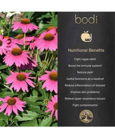 bodi : Echinacea Purpurea Root Powder | 4oz to 5lb | 100% Pure Natural Hand Crafted (1 lb) 16 Ounce (Pack of 1) - Buy Online on GoSupps.com