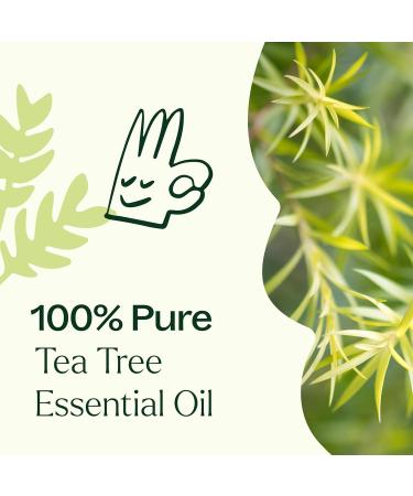 Buy Plant Therapy Tea Tree Essential Oil 100% Pure | Natural Aromatherapy | Therapeutic Grade 30 mL - Fast International Shipping - Buy Online on GoSupps.com