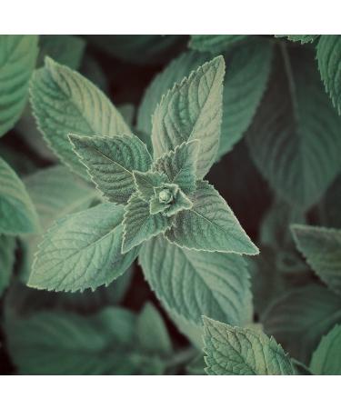 Naissance Organic Peppermint Essential Oil (No. 158) - 50ml - Pure & Certified Organic - Cruelty Free, Vegan, Undiluted - for Aromatherapy - Buy Online on GoSupps.com