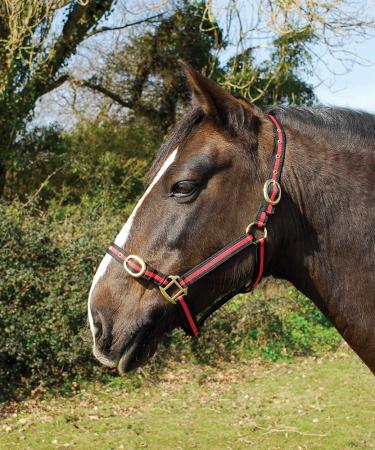 Rhinegold Nylon Halter Full Size - Black & Red | Premium Quality Equestrian Gear for International Shipping - Buy Online on GoSupps.com