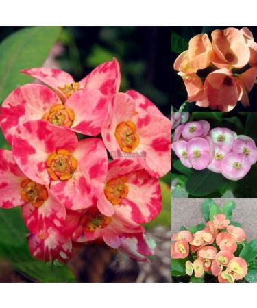 Portaal Cool Semi di Salipiglossis Superbissima Blend 300 mg - Buy Online on GoSupps.com