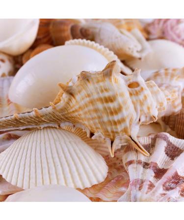 Beach Seashells Mix - Bag of Approx. 50 Seashells, Various Sizes up to 2 - Seashells1 - Buy Online on GoSupps.com