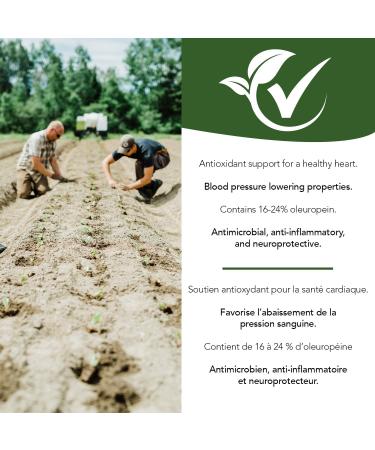 St. Francis Herb Farm | Olive Leaf 5:1 Extract Capsules | Antioxidant Support for a Healthy Heart | Helps to Maintain Healthy Blood Pressure & Improve Cardiovascular Health | 16-24% Oleuropein | Canadian Company | 60 Vegicaps - Buy Online on GoSupps.com