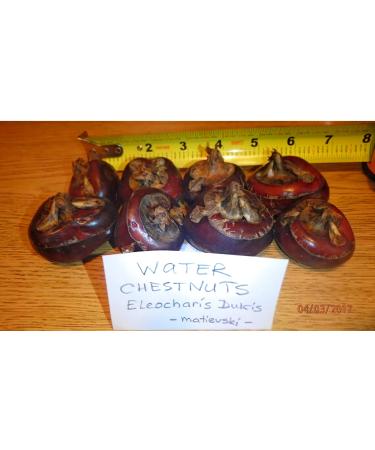 8 Bulbs of Chinese Water Chestnuts (Eleocharis dulcis), Edible, Extremely Rare