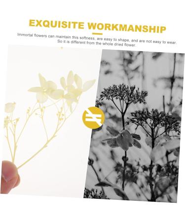 Zerodeko 1 Box Dried Flowers Dry Flowers for Resin Dried Hydrangea Flowers Scrapbooking Art Floral Picture Frame Flower Diy Floral Material Package Pressed Flowers Natural Fine Decorate Yellow 11X1CM - Buy Online on GoSupps.com