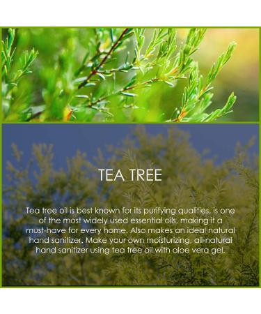 SALKING Tea Tree Essential Oil 120ml - 100% Pure Natural Therapeutic Grade Aromatherapy Oil for Skin Care & Diffusers - Anti-Bug Bites - Gift for Women - Buy Online on GoSupps.com