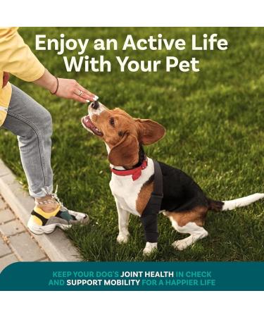 Dog Knee Brace for Torn Knee Brace for Dogs Dog Knee Braces for Back Leg ACL Hind Leg Adjustable Dog Acl Knee Brace Support for Large and Small Dogs with ACL CCL Cruciate Ligament Injuries - Buy Online on GoSupps.com