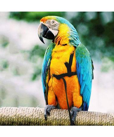 Adjustable Bird Dishes & Leash for Parrots - PAPPAGES THE FLUCHEN Perfect for Gray Cacadu - Shop Internationally! - Buy Online on GoSupps.com