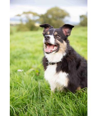 Irish Pure Dry Puppy Food | 4kg | Outdoor Chicken with Kelp & Vegetables | Junior | High Meat Content | Grain Free | Sensitive | Dry Dog Food | For All - Buy Online on GoSupps.com