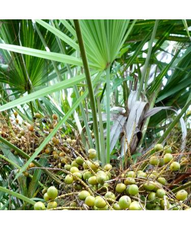 Prostate Forte - 120 Vegan Capsules | High-Dose Plant Extracts & Saw Palmetto | Vitamins & Minerals for Men - Buy Internationally - Buy Online on GoSupps.com