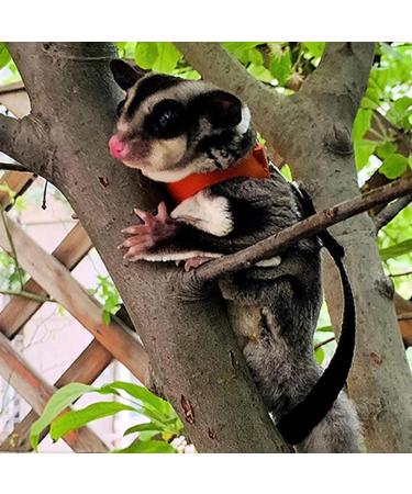 3 Pack Sugar Glider Harness and Lead Set Small Animal Training Walking Vest for Squirrel Hamster Rat (Brown) - Buy Online on GoSupps.com