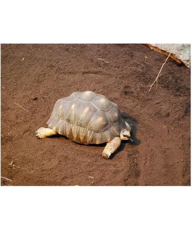 Floragard Turtle Substrate 50L - Natural Bedding for Land Turtles & Reptiles - Fertilizer-Free for Terrariums & Wintering - Buy Online on GoSupps.com