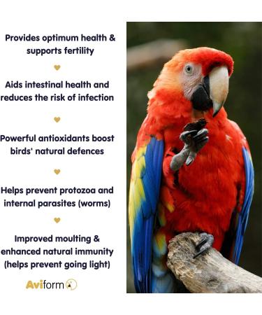 Avigold Advance All-in-One Liquid Bird Tonic - 250ml | Multivitamin with Essential Oils, Electrolytes, Minerals & Amino Acids | For Cage and Aviary Birds - Buy Online on GoSupps.com