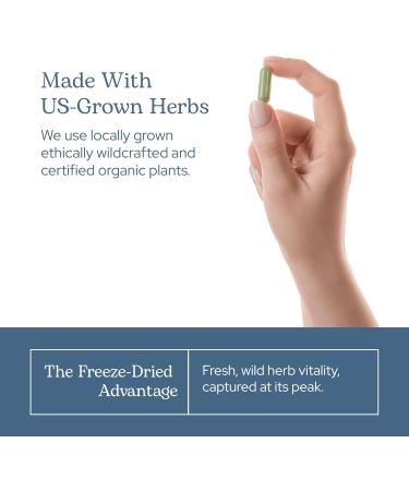 Eclectic Herb - Concentrated Liver Support Capsules | Milk Thistle & Dandelion | Liver Support Detox Cleanse + Maintain | Natural Non-GMO Vegan Freeze-Dried (45 CT | 400 mg) - Buy Online on GoSupps.com