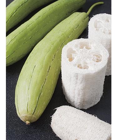 Gourd Luffa Seeds Luffa Gourd Sponge Seeds 500 Seeds Organic NON GMO Grow
