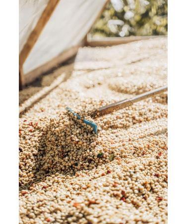 Premium Catua Whole Coffee Beans - Buy Online on GoSupps.com