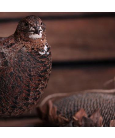 WachtelGold Sunflower Head - 1 Piece: Ideal Enrichment for Quails - Shop Internationally - Buy Online on GoSupps.com