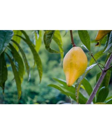 2lb Organic Lucuma Powder: Raw, Non-GMO, 100% Pure Superfood for Juice, Smoothies - Paleo, Keto, Vegan - Low Glycemic Index - Buy Online on GoSupps.com
