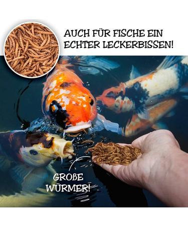 Flourworms Dried 1kg - Premium Insect Snack for Birds Fish Reptiles & Rodents | All-Year-Round Bird Feed & Squirrel Food - 6.5L (1 Pack) - Buy Online on GoSupps.com