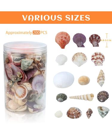 Weoxpr 200pcs Assorted Sea Shells for Fish Tank, Home Decor, Beach Theme Party, Candle Making, Wedding Decor - Natural Ocean Beach Seashells in Various Sizes for DIY Crafts - Buy Online on GoSupps.com