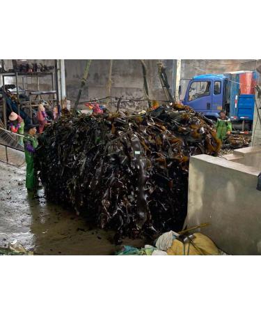 Round cake of dried organic compressed kelp - Rich in iodine and nutrients - Sand-free - Ready to bake (1) - Buy Online on GoSupps.com