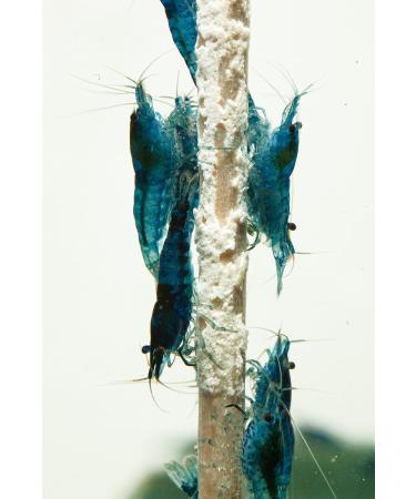 NatureHolic - MineralBoost Shrimp Lollipops I Supplement for invertebrates I Balanced mineral intake I for special feeding times I Made in Germany I 5 Lollies - Buy Online on GoSupps.com