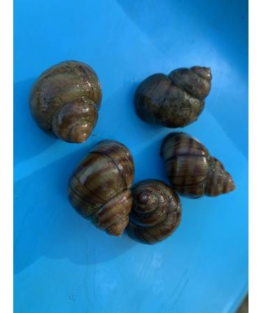 A piece of nature in the pond - marsh snails for a clean garden pond (5 marsh snails)