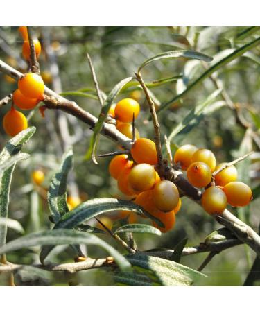 Buy Gamila Secret Hand Cream 50ml (1.7oz) - Japan Import | Hydrating & Nourishing - Buy Online on GoSupps.com