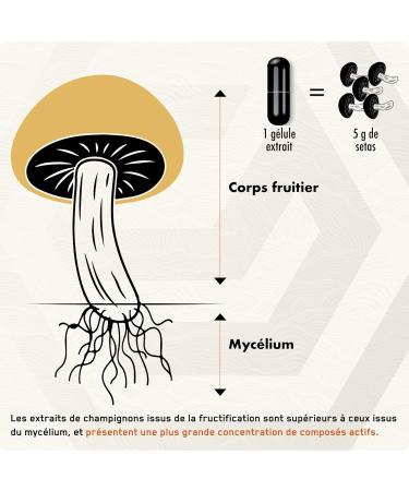Solve Labs Premium Lion Mane Extract Powder 100% Fruiting Body 45% Beta-D-Glucans Extract 10:1 Zero Filling Agent & Additive 30G - Buy Online on GoSupps.com