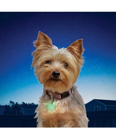 Nite Ize PetLit LED Collar Light - Clear Jewel: Keep Your Pet Visible and Safe - Buy Online on GoSupps.com