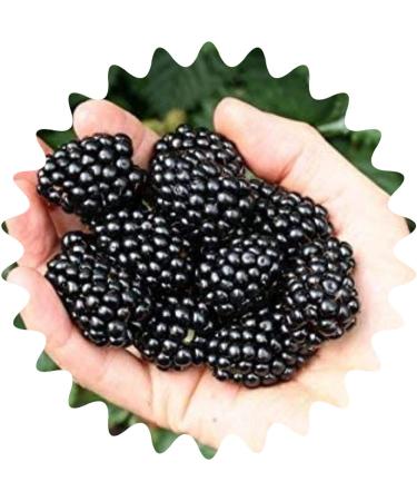Giant blackberries / approx. 50 seeds / high vitamin content / low in calories