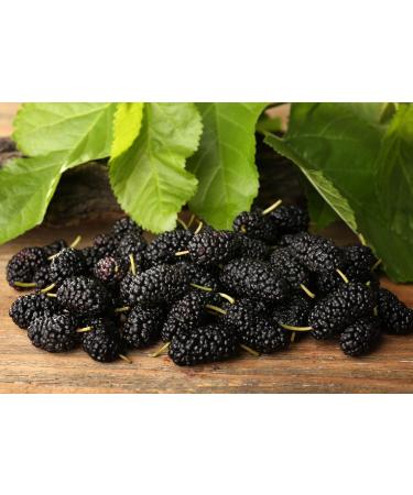 Organic Dried Black Mulberries 2 Pounds | Non-GMO Raw Fruit | Unsulfured & Unsweetened | Vegan & Kosher | Great for Snacking, Desserts & Granola | No Sugar Added | Morus nigra - Buy Online on GoSupps.com