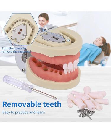 Dental Teeth Model Removable Tooth Teach Practice Model Teeth Model Includes 32Pcs Teeth for Practicing Restorative Techniques Come with A Small Screwdriver - Buy Online on GoSupps.com