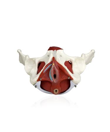 JS00024 Female Pelvis Model with Removable Organs | Uterus Colon & Bladder Included | Detailed Instruction Manual | International Shipping Available - Buy Online on GoSupps.com