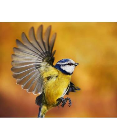 Bird Nesting Box Robin Nest Box byTom Chambers - Buy Online on GoSupps.com