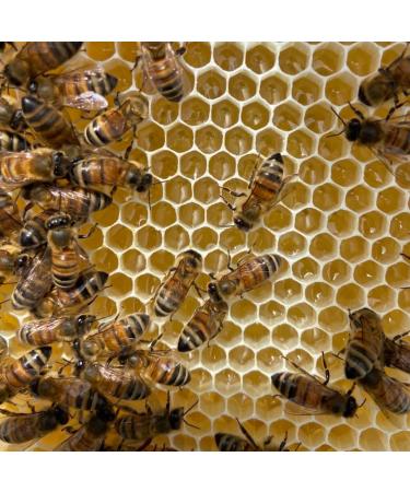Gwenyn Gruffydd - British Blossom Honey 3kg Bulk Catering Tub - 100% Pure Natural Unpasteurized Raw Honey - Bulk Honey 3kg - Unheated - Gluten Free - Premium Honey from Non-Sugar Fed Bees UK - Buy Online on GoSupps.com