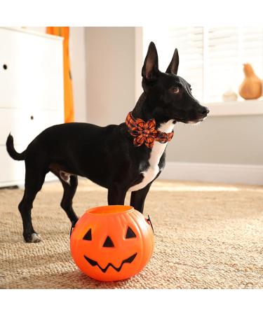 Shop Enchanting Aring Pet Dog Halloween Band - Flower Design for Small Medium & Large Dogs - Perfect Autumn Gifts - Buy Online on GoSupps.com