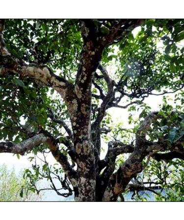 HQZM 100g Pu Erh Raw Tea in Mooncake Shape Made From Bingdao Pre Chingming Spring Tea - Buy Online on GoSupps.com