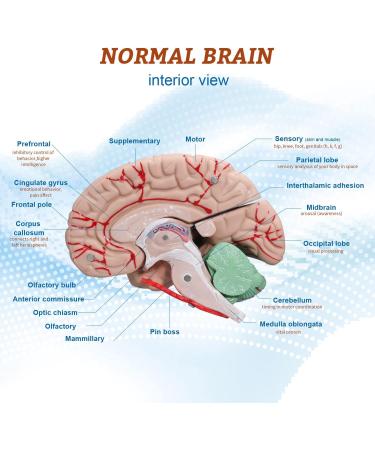 Dog Hip Joint Skeleton Medical Model Veterinarian Lessons Dog Skeleton Veterinary Veterinary Medicine Animal Model - Buy Online on GoSupps.com